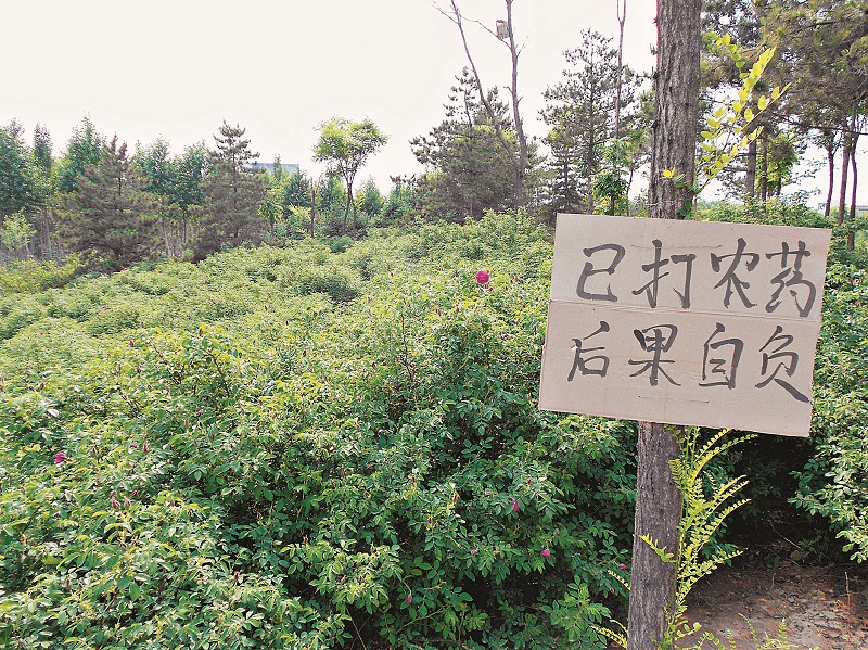 太原：三百多株玫瑰落户公园频遭盗采（图）