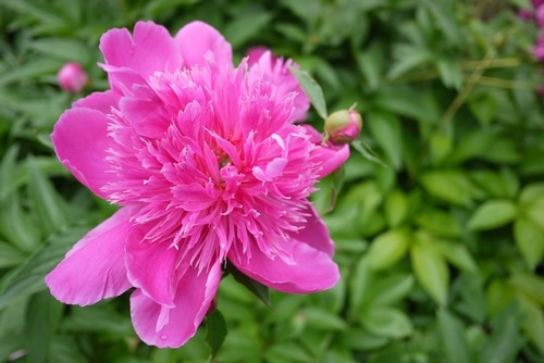 上海花展尾声：杜鹃芍药竞相争艳迎客