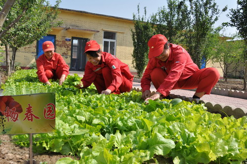 员工在小菜园里开心采摘
