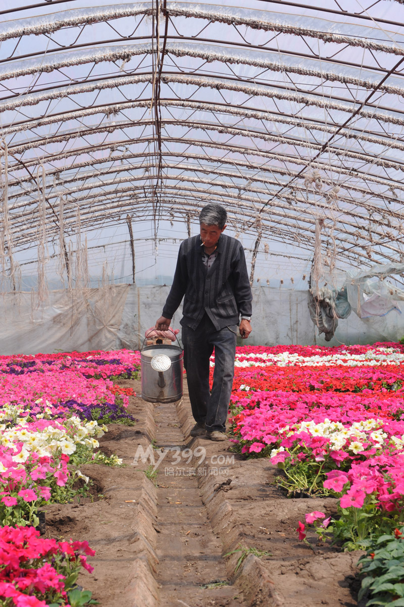 黑龙江：销路不畅10万株鲜花面临凋谢 花农苦盼买主