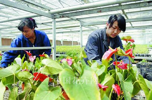 宁夏大力发展现代设施花卉业