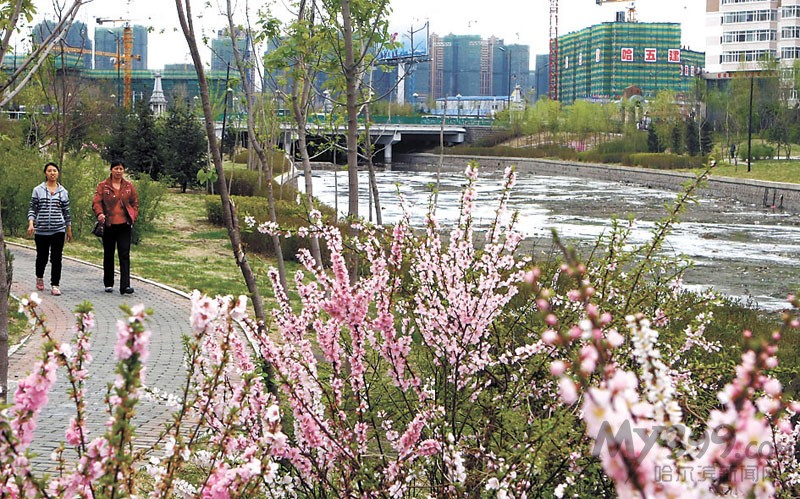 何家沟畔鲜花烂漫 