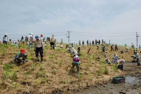 上千市民在用废墟建造的4米高的人工丘上种植树苗