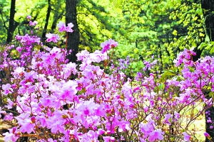 红螺寺景区内的杜鹃花