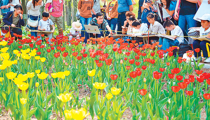 哈尔滨植物园：花海惹人醉 流连郁金香