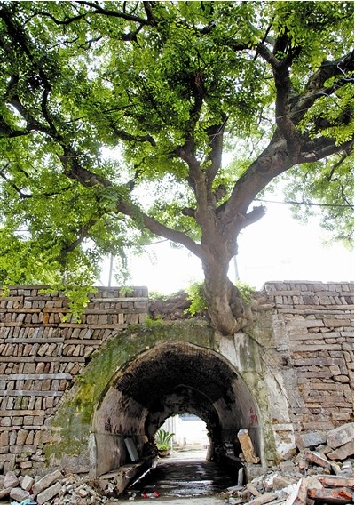 200岁古树“骑”城门