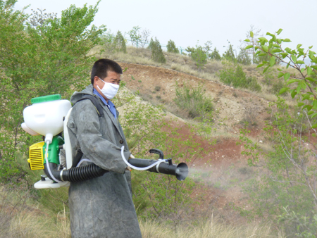 呼和浩特新城区全力治理林业有害生物危害