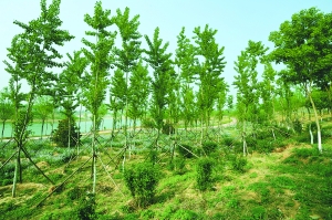 平原造林工程让密云处处是风景