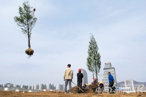 山东青岛市海尔路，工人们正在种植水杉。这是青岛市40亿元打造“国家森林城市”工程的一角