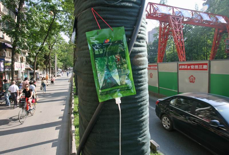 太平北路的数十棵行道树正在“挂水”补充营养液。