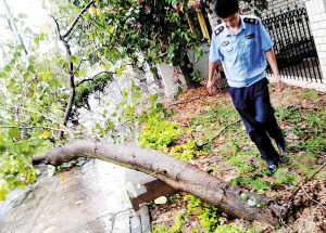 广西：南宁市金浦路绿化树倒下两部门处置
