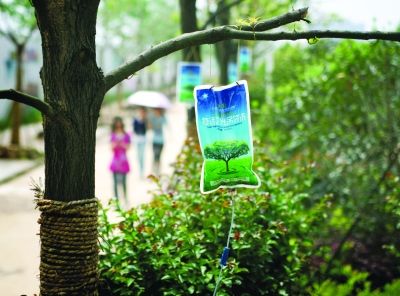 武汉阳逻开发区给移栽的大树“输液”(图)