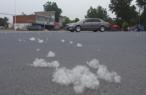 六寿路六安城北段，道路上聚集的杨絮滚成了“雪球”。