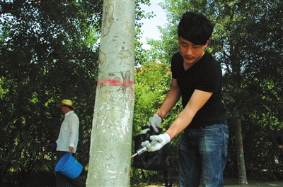 银川市树木被钻孔注药防治病虫害