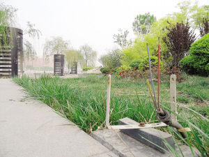天津：绿化带里这些景观灯哪去了（图）
