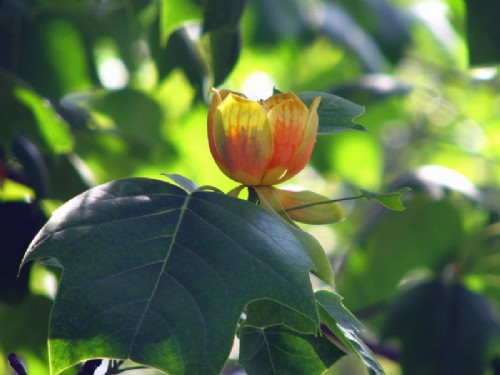 北京植物园杂交马褂木开花：花型酷似郁金香 