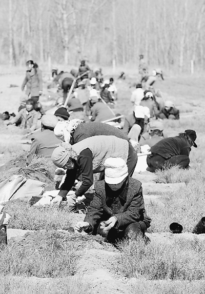 山西省岚县堡上村的村民们在地里培育油松幼苗