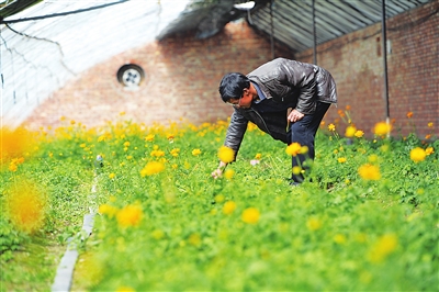 县内建有多个中药材种植基地