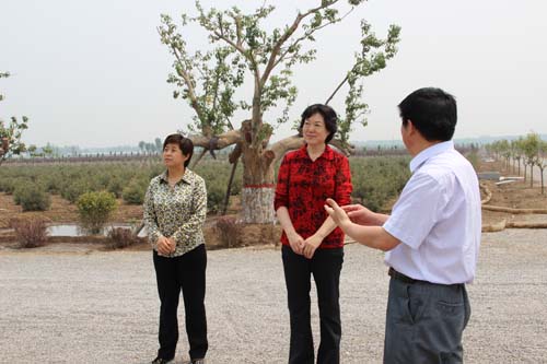 东营市妇联主席赵国芳对广饶县巾帼绿化示范基地情况进行调研