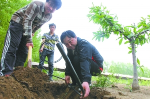 日前，在一家位于北清路附近的种植园区，工作人员将“痕量灌溉”水管埋设在树苗的根部。