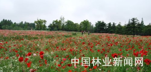 森林草甸花卉场景