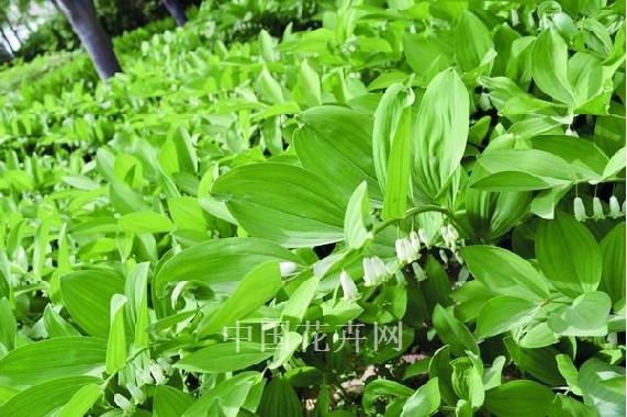 玉竹花期在5月至6月，花腋生，通常1至3朵簇生