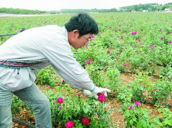 花农正在采摘食用鲜花