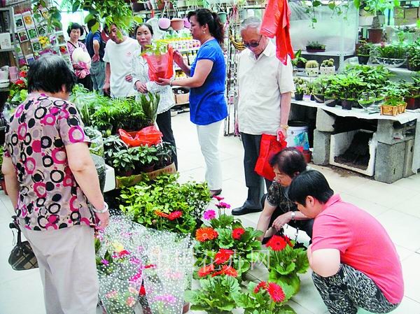 河北：秦皇岛花卉市场盆栽非洲菊热销