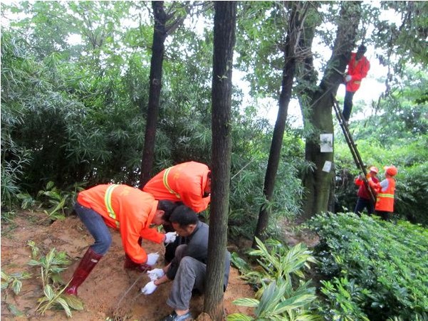 绿化处应对强降雨洪灾开展大树保护工作