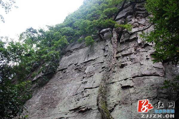 湖南武陵源杨家界景区首次发现珍稀树种红豆杉