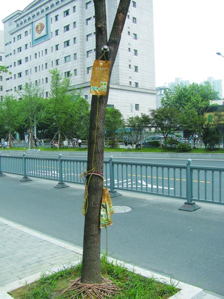 苏州：小树竟然也要“挂盐水”