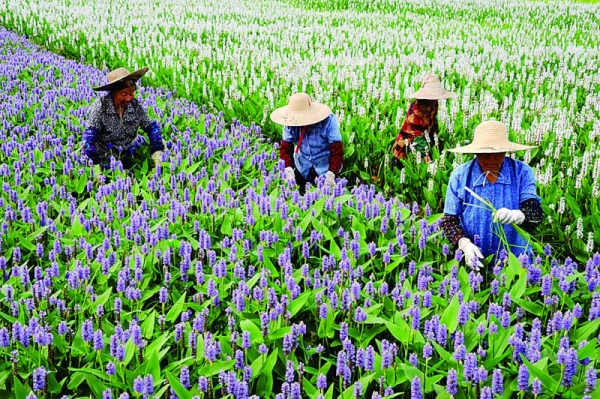 苏州：200万株水生植物改善水质