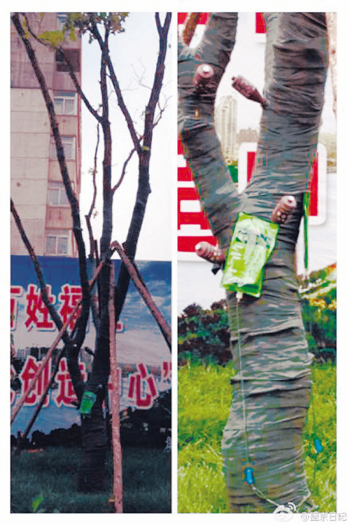沈阳街边一棵树挂着7个“吊瓶”补身子