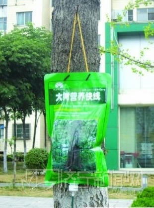 银杏树“喝”上了营养液