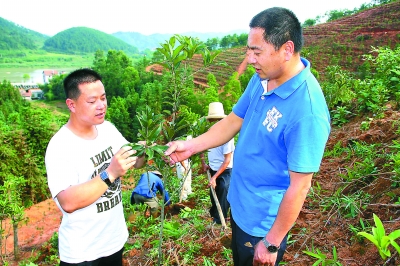 福建：邵武林农种植花卉苗木热情高