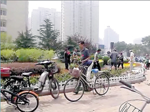 市民抢盆栽