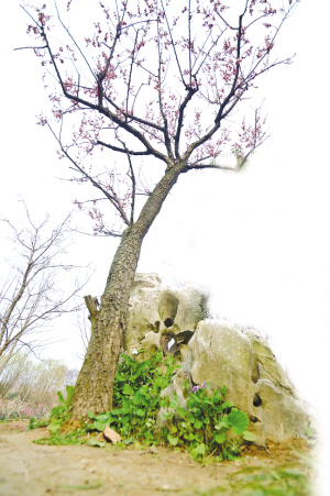 梅花山“镇山之宝”――“别角晚水”花开正盛