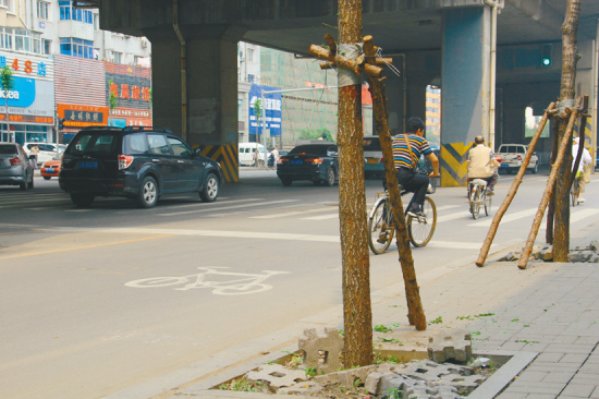 沈阳市：多处护树设施被损坏（图）