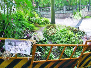 越秀公园的草坪被踩出一条泥路