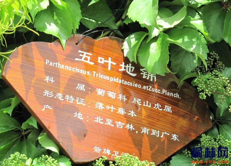 榆林城区广场树木有了身份标识