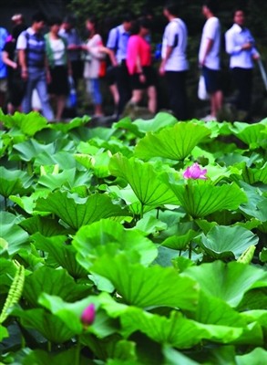 苏州拙政园荷花旅游节开幕