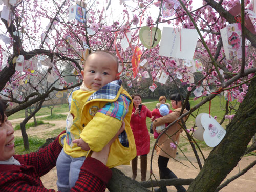 人面桃花相映红，一位市民和孙辈婴儿在梅花前留影