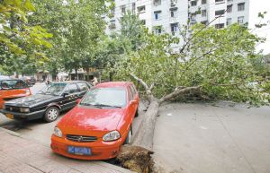 大树倒地砸中两车