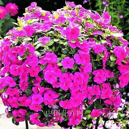 图2.长春花（Vinca）“卡拉瀑布”