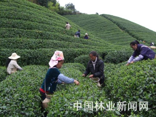 茶农们正忙碌地采摘茶叶，茶山呈现出一派生机勃勃的景象