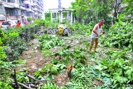 事发保全街铁路局材料厂家属院，近百棵果树被砍