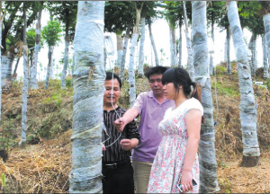 湖南澧县：新栽树木吊瓶打针保证成活率