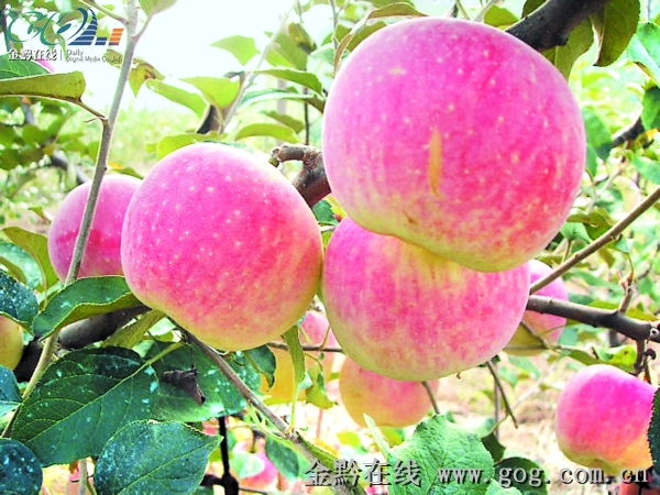 高钙苹果秀色可餐