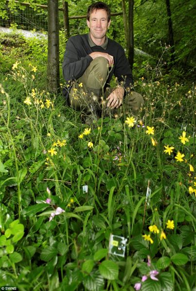 英国罕见兰花70年首次开花