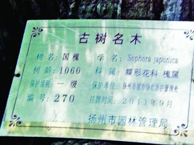 扬州驼岭巷深处藏着棵1061岁的寿星古树